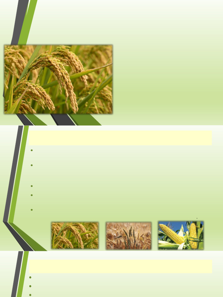 lec-1 rice | PDF | Rice | Cereals