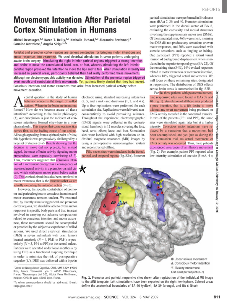 Parietal Cortex Stimulation and Movement Intentions | PDF | Parietal ...