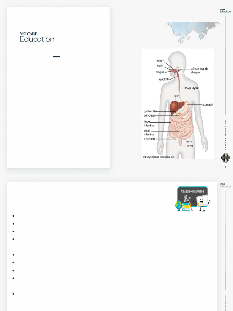 Anatomy and Physiology of Digestion | PDF | Liver | Stomach