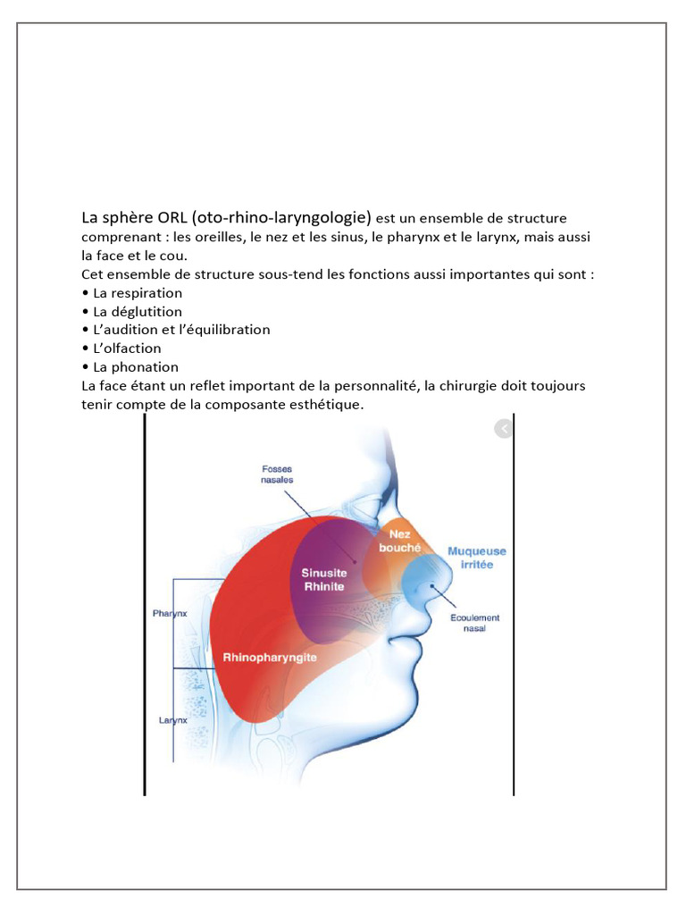 Anatomie et physiologie ORL détaillées | PDF | Oreille | Anatomie des ...