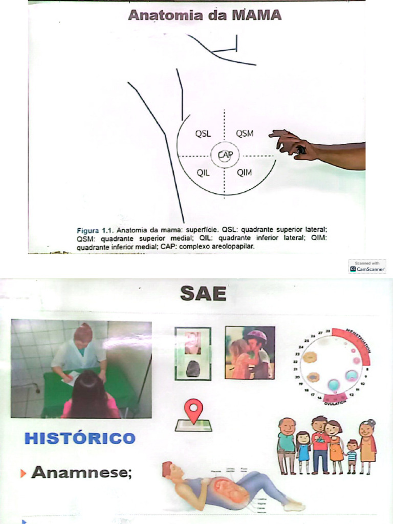 Anatomia Da Mama Saúde Da Mulher | PDF