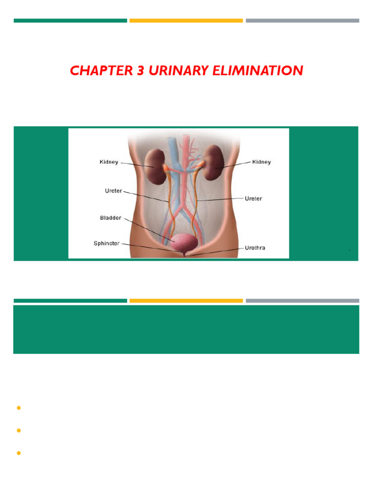 Understanding Urinary Elimination Processes | PDF | Urinary ...