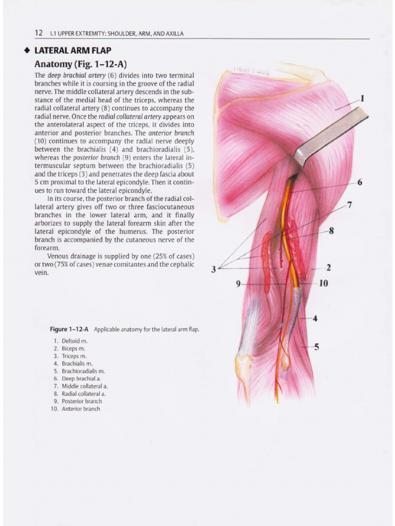 Lateral Arm Flap | PDF