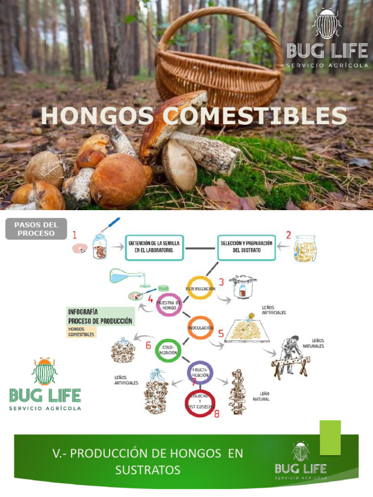 Producción de Hongos Comestibles en Sustratos | PDF | Compost | Hongo