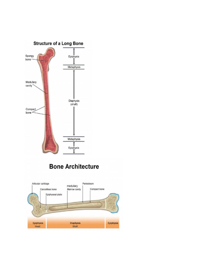 Bones | PDF