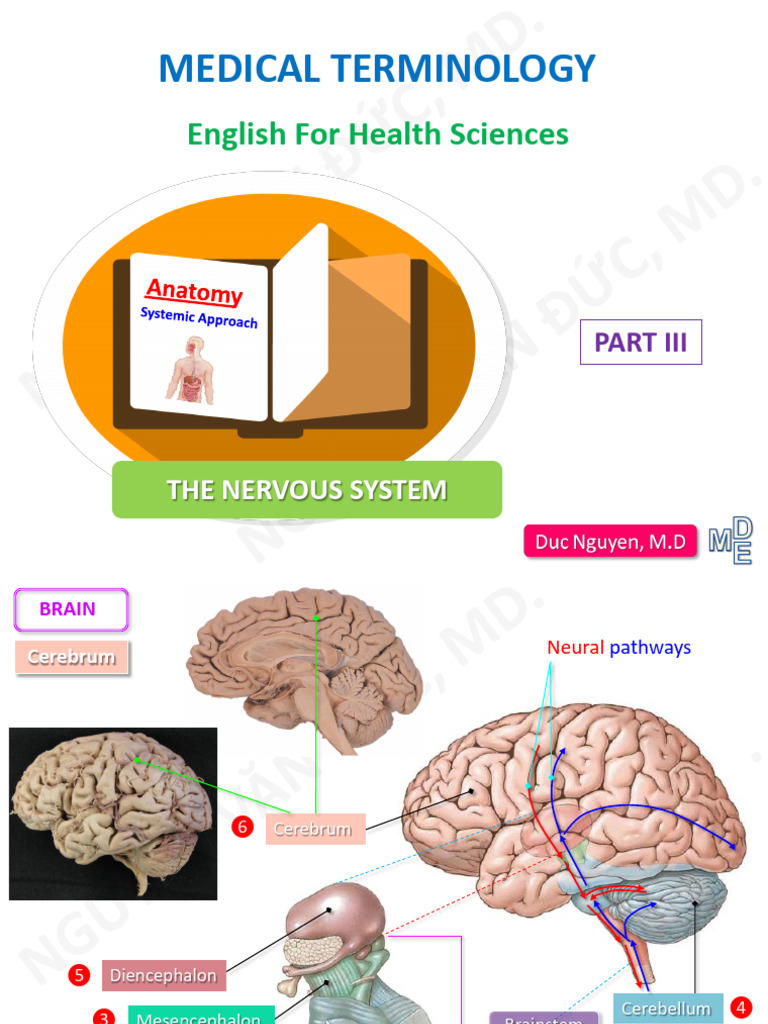 Anatomy Nervous System Part III | PDF | Cerebrum | Cerebral Cortex