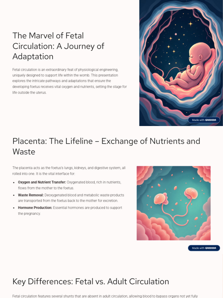 Fetal Circulation: Key Adaptations Explained | PDF | Fetus ...