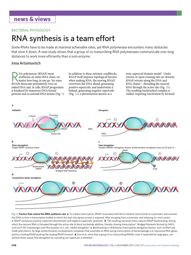 Cooperative RNA Polymerase Dynamics | PDF | Rna | Gene