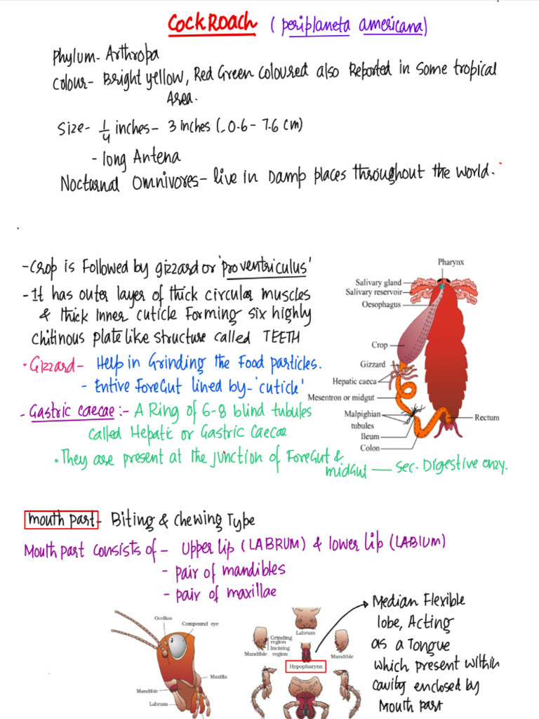 Cockroach | PDF