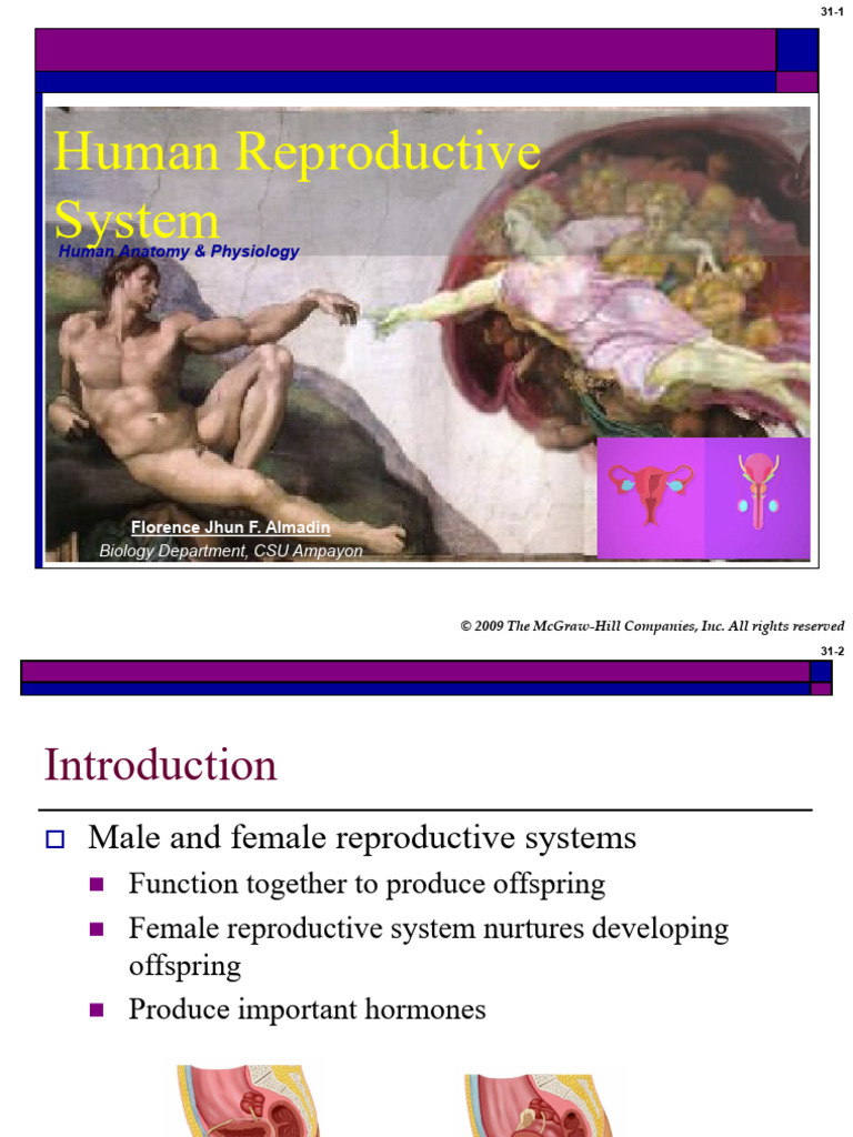 Human Reproductive System Overview | PDF | Menstrual Cycle | Ovary
