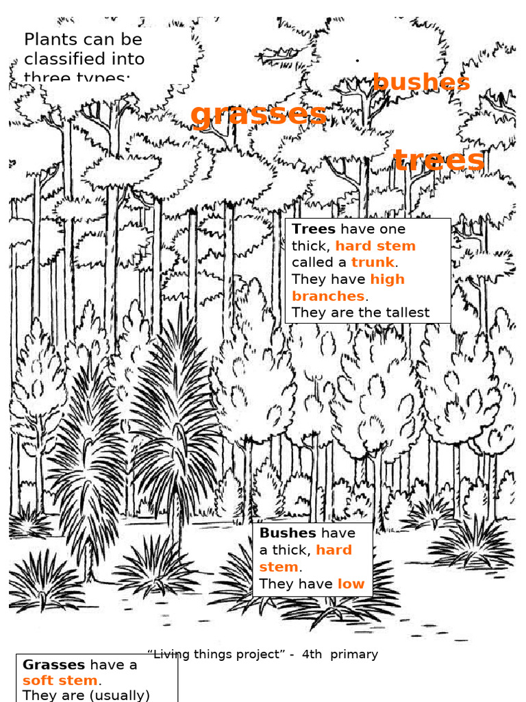 Types of Plants: Grasses, Bushes, Trees | PDF