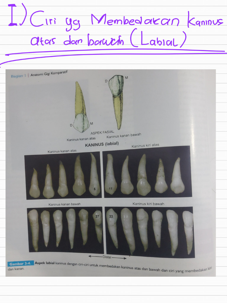 Kaninus 250715 140041 | PDF
