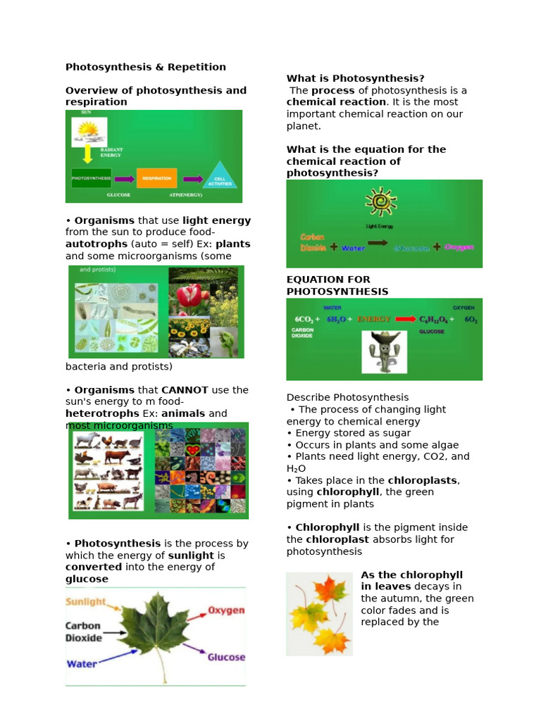 Photosynthesis and Cellular Respiration Explained | PDF ...