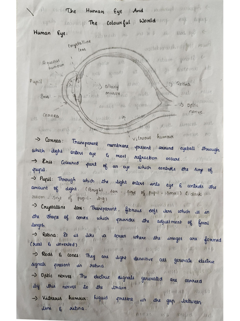 human eye | PDF