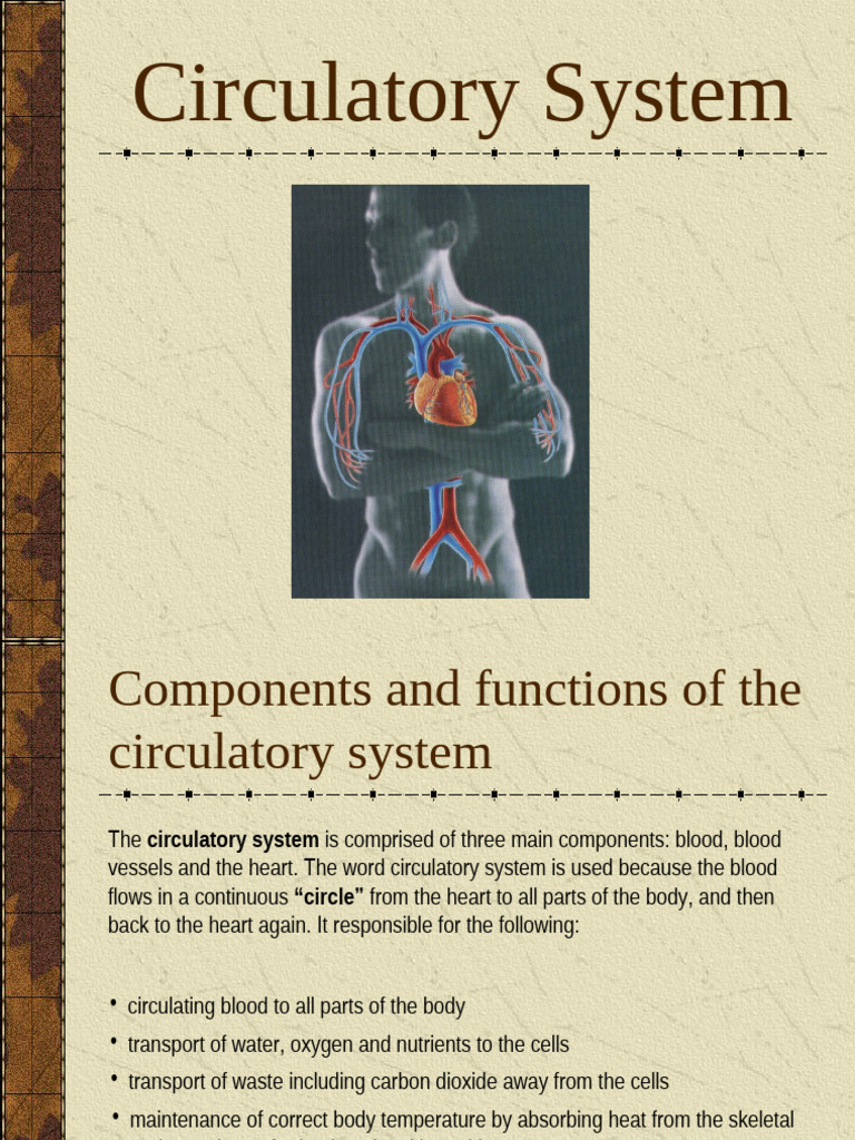 Overview of the Circulatory System | PDF | Artery | Heart