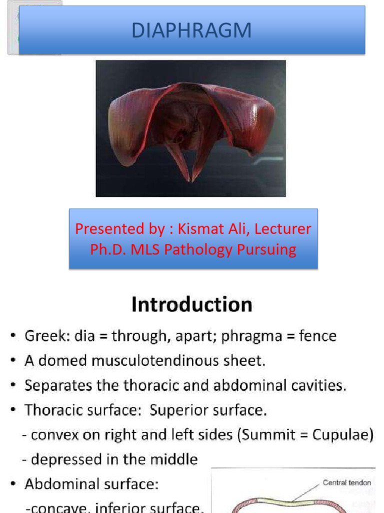 Diaphragm | PDF