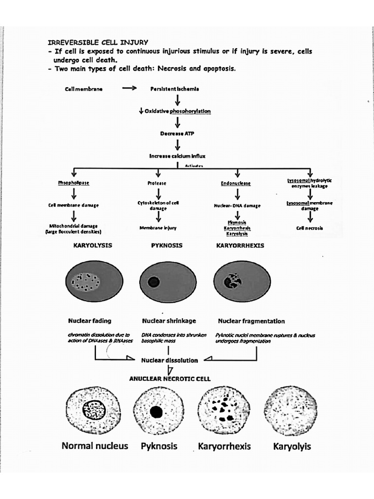 Cellular Injury Patho | PDF
