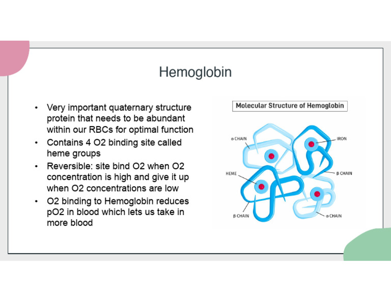 Hemoglobin: Key Protein in RBC Function | PDF