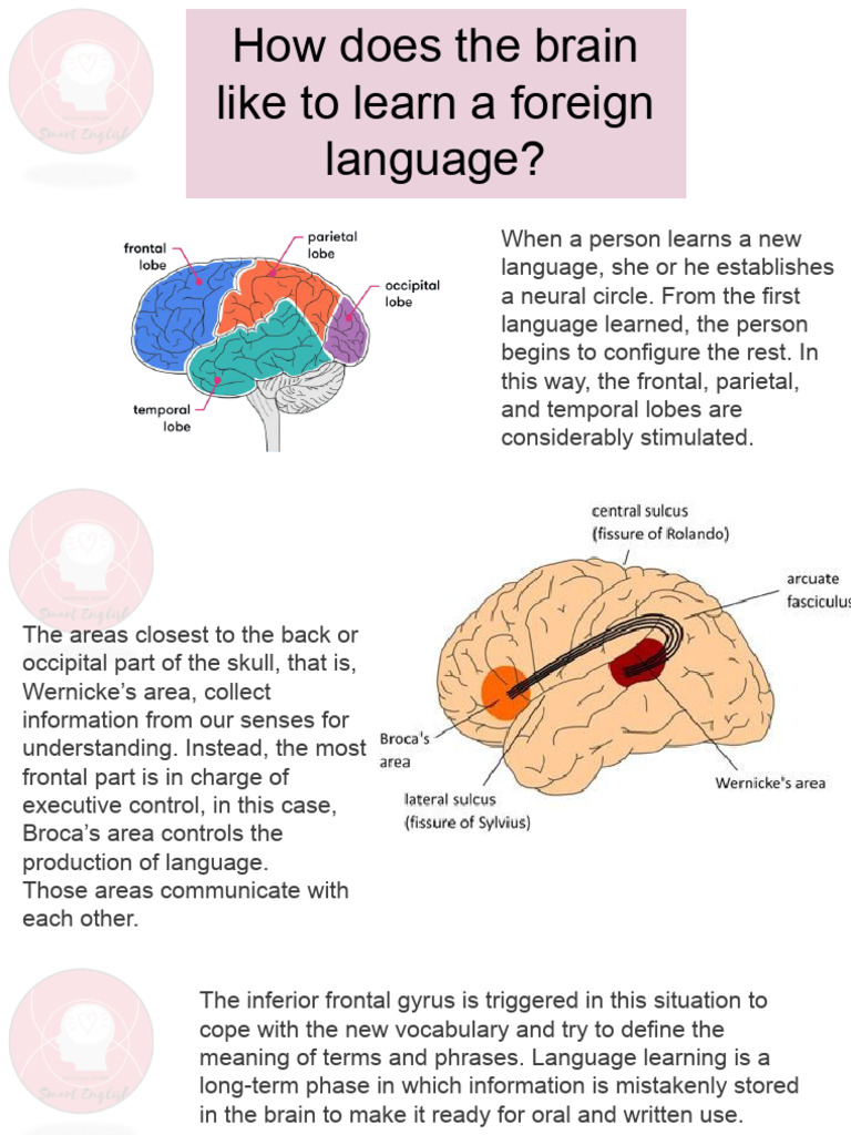 How the Brain Learns a Foreign Language | PDF | Neuroplasticity ...