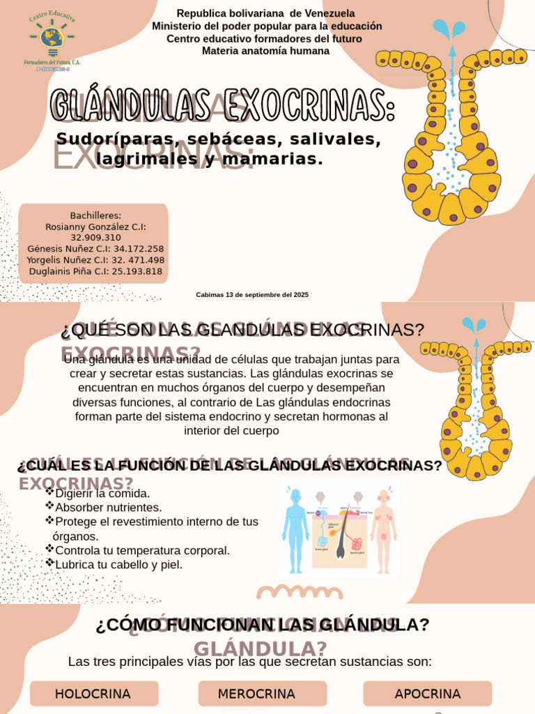 GLANDULAS_EXOCRINAS_1 | PDF | Anatomía humana | Anatomia animal