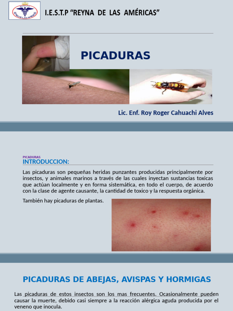 SEMANA 14 PICADURAS | PDF | Avispa | Araña