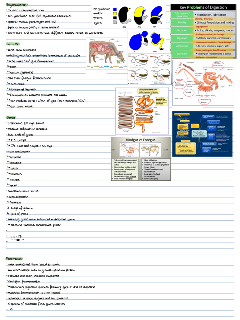 Ruminant Digestion and Grass Nutritional Value | PDF