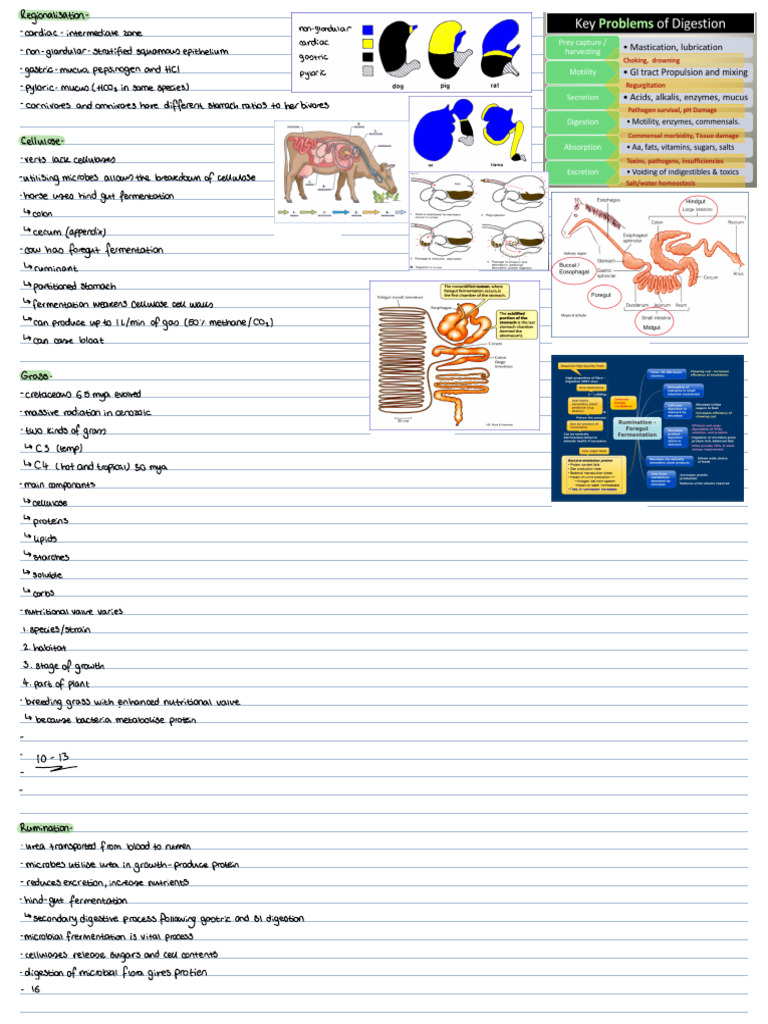 Ruminant Digestion and Grass Nutritional Value | PDF