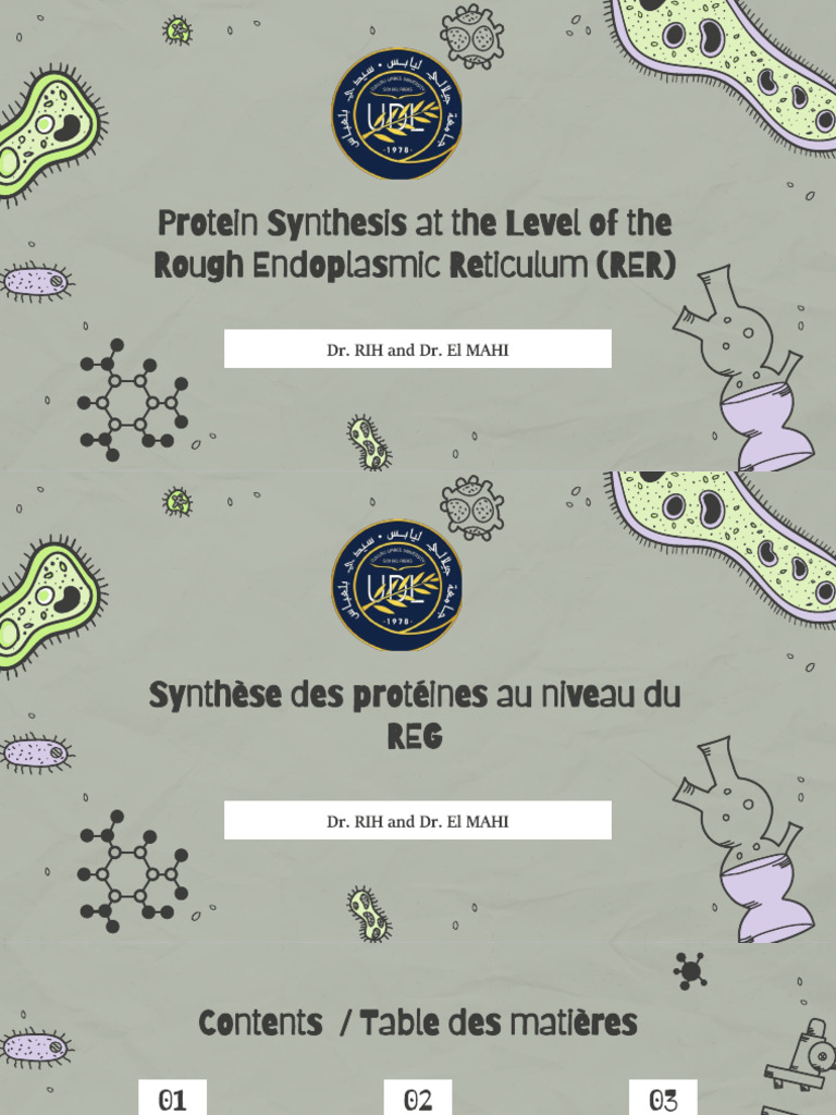 Protein Synthesis at the Level of the Rough Endoplasmic Reticulum (RER ...