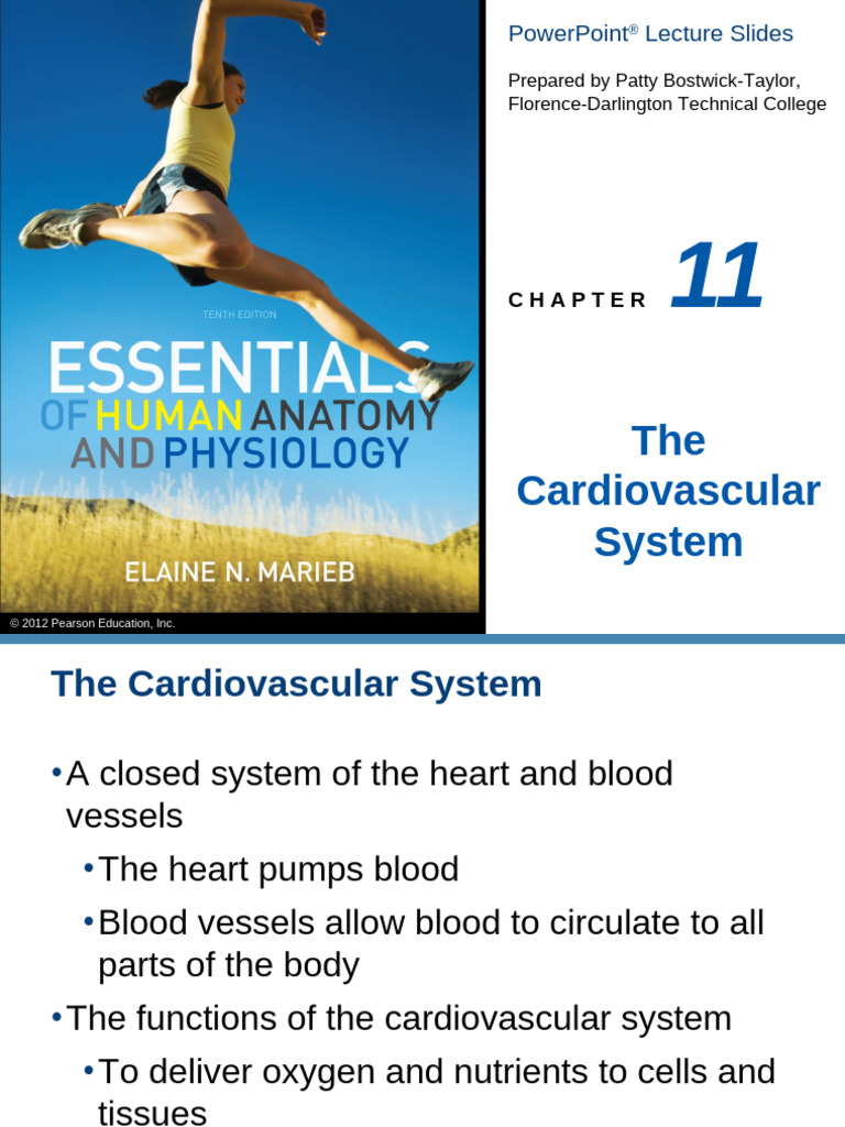 Overview of the Cardiovascular System | PDF | Heart Valve | Diastole