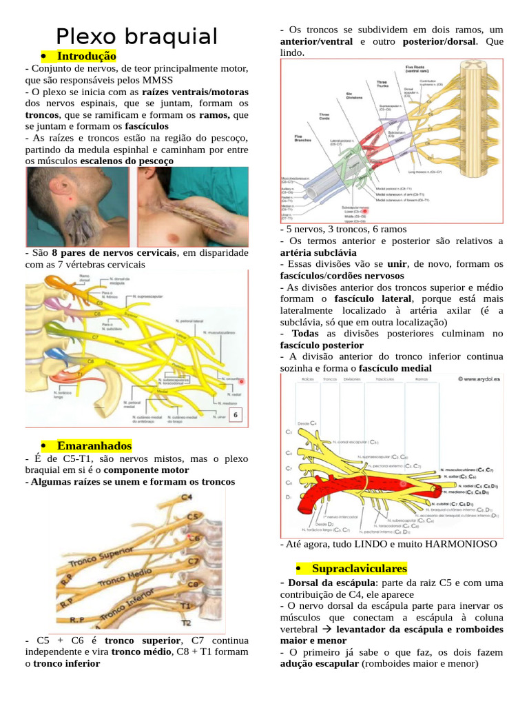 5 -Plexo braquial | PDF | Anatomia humana | Neuroanatomia