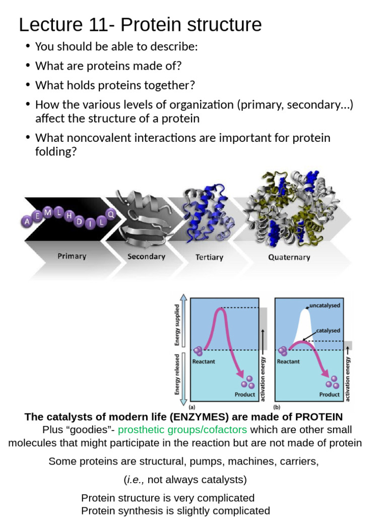 Understanding Protein Structure and Folding | PDF | Alpha Helix | Proteins