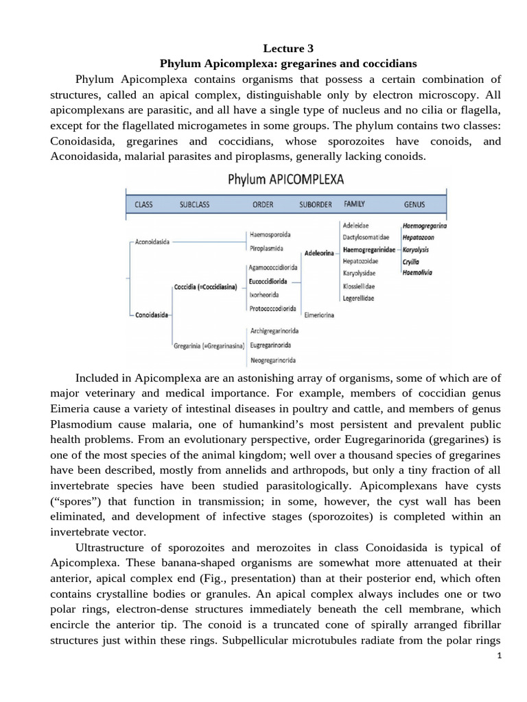 Apicomplexa: Structure and Life Cycle | PDF | Plasmodium | Malaria