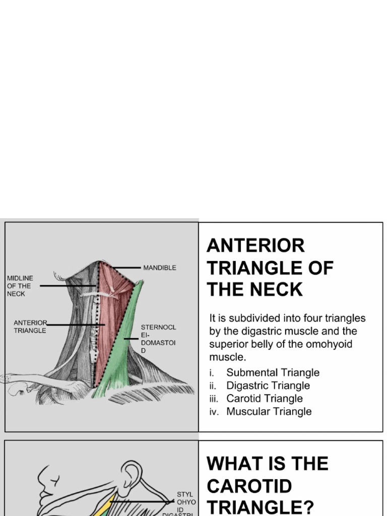 Carotid Triangle | PDF