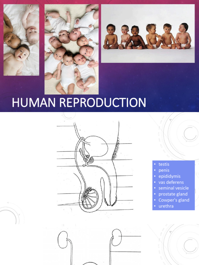 Human Reproduction | PDF | Menstrual Cycle | Ovary