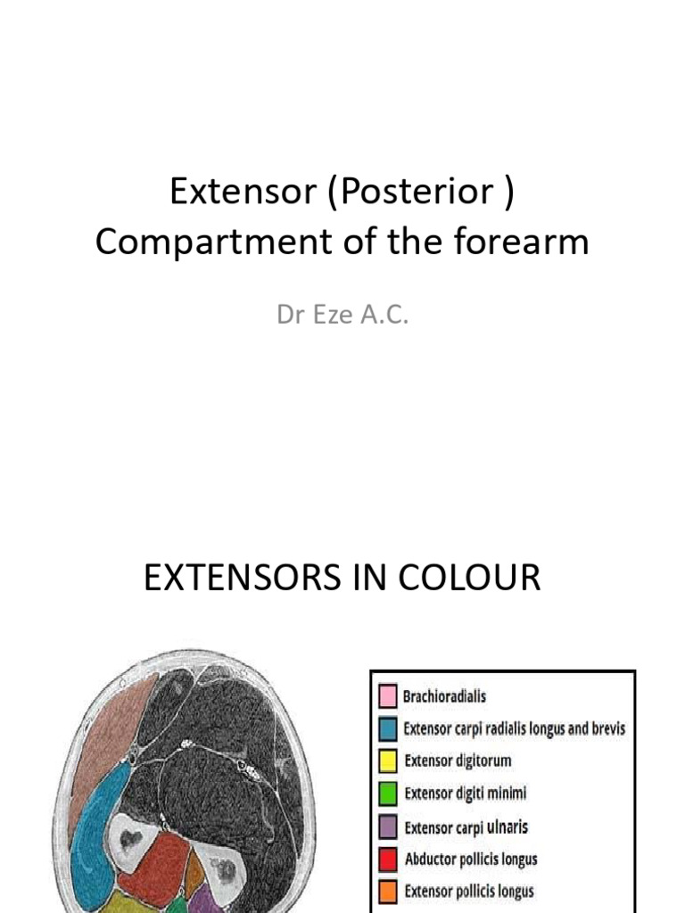 NPCI Extensor (Posterior ) Compartment of the Forearm - Copy | PDF ...