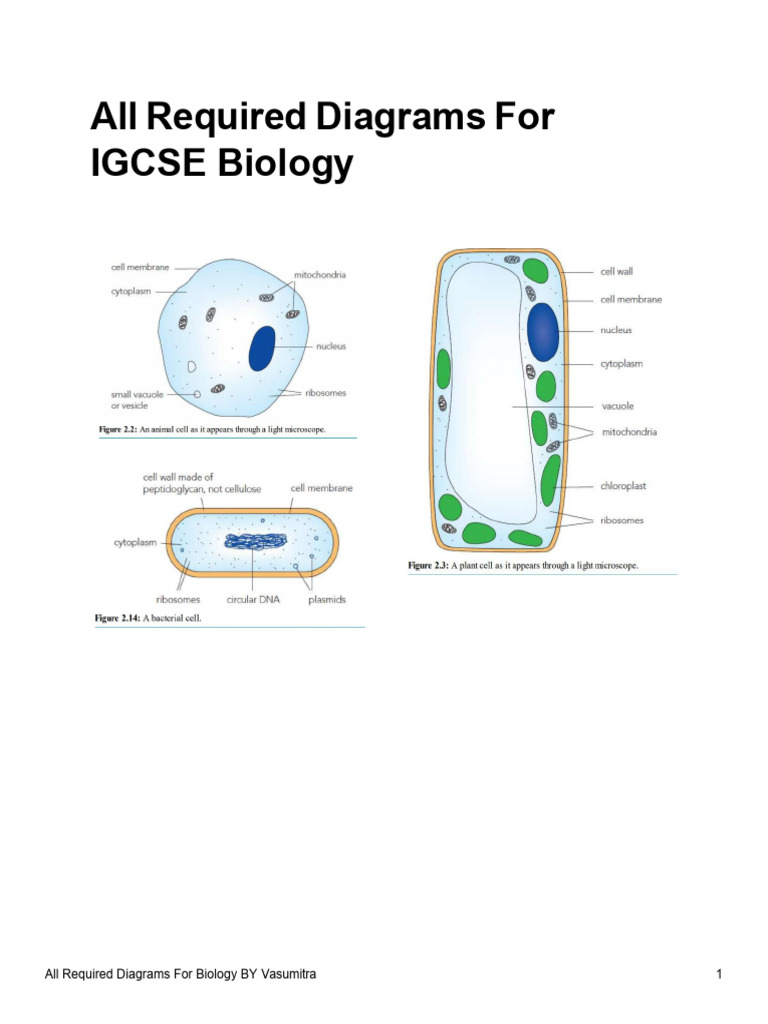 Essential IGCSE Biology Diagrams | PDF