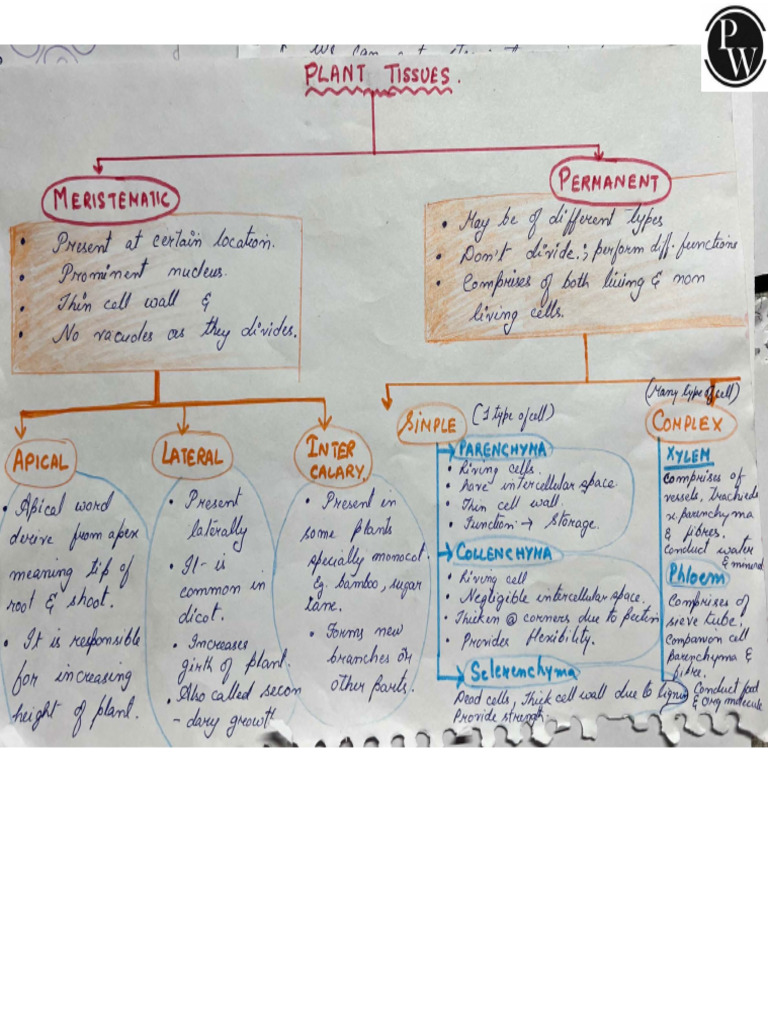 62b58643cc6ed50018bf2f80_##_Tissue : Hand Written Notes (Plant Tissues ...