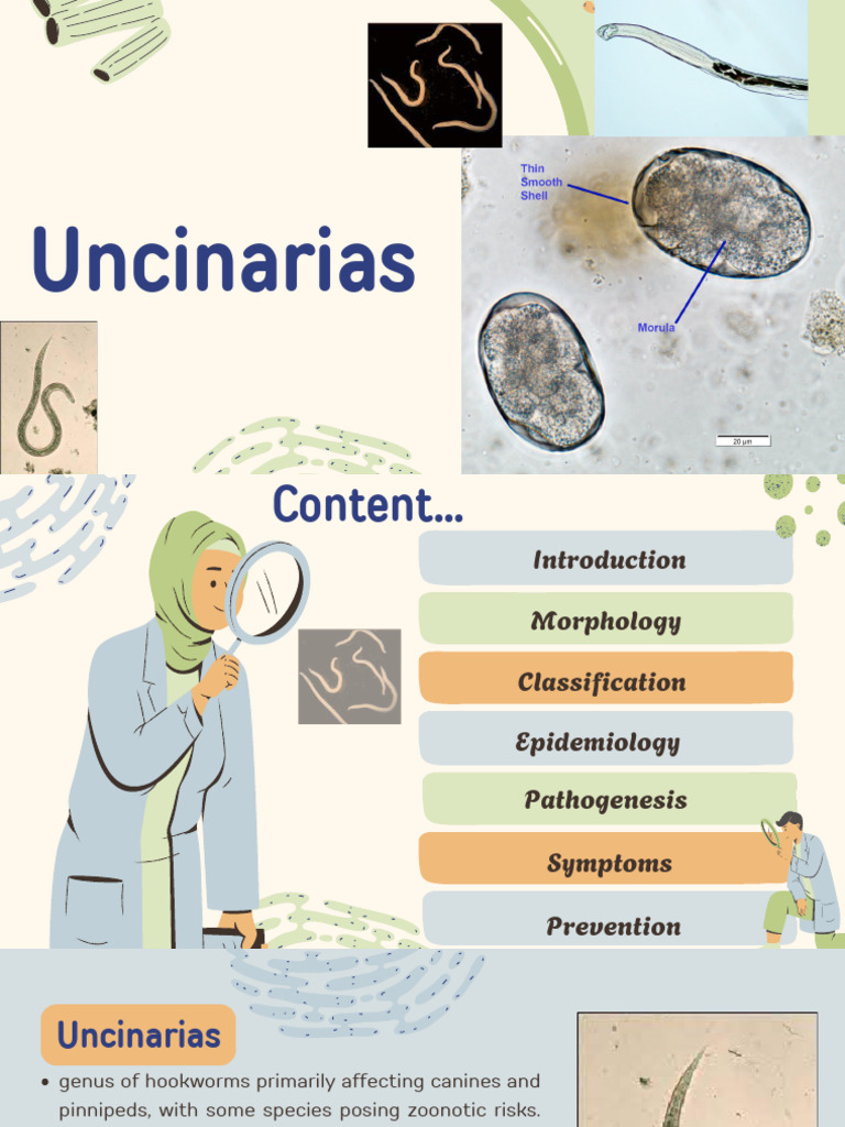 Uncinaria Hookworm Overview and Impact | PDF | Nematode | Medical ...
