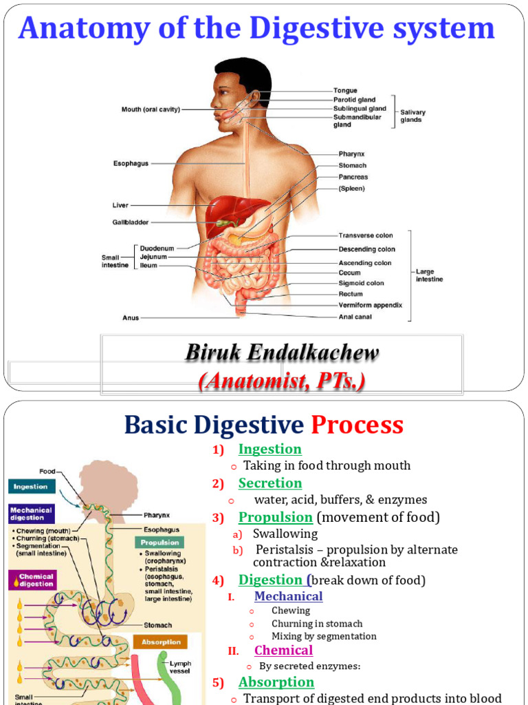 Digestive System Anatomy Overview | PDF | Stomach | Human Digestive System
