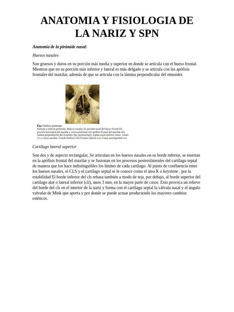 Anatomía y Fisiología de la Nariz | PDF | Nariz humana | Rinología