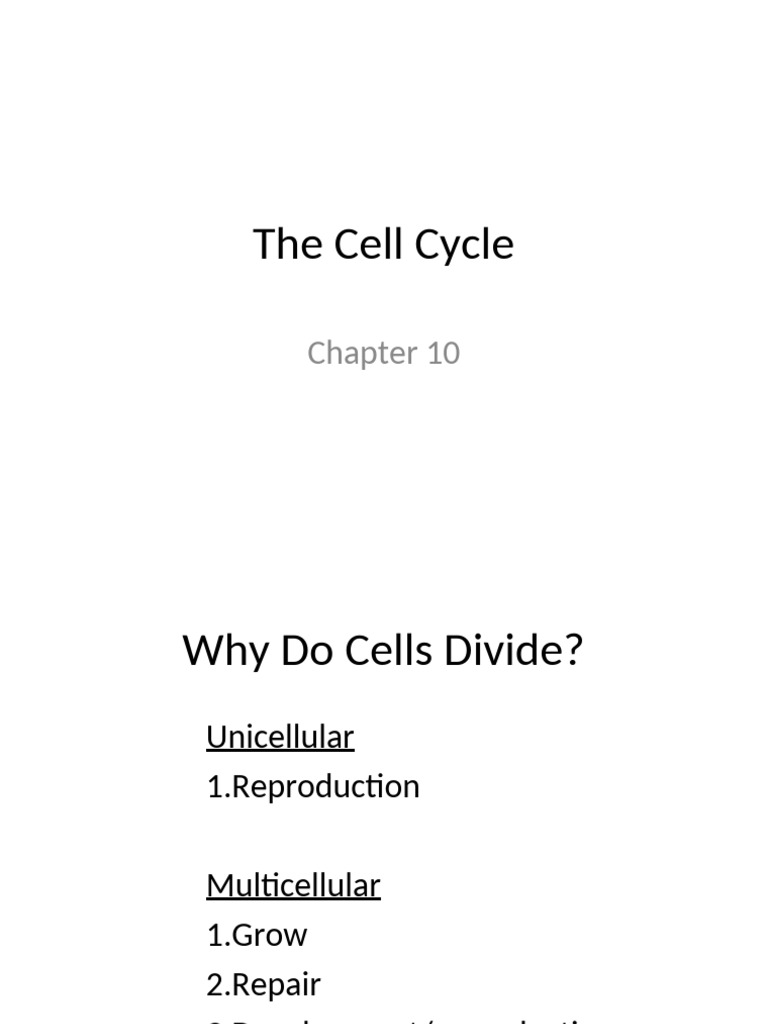 5_Cell_Cycle_Notes_Web | PDF | Mitosis | Chromosome