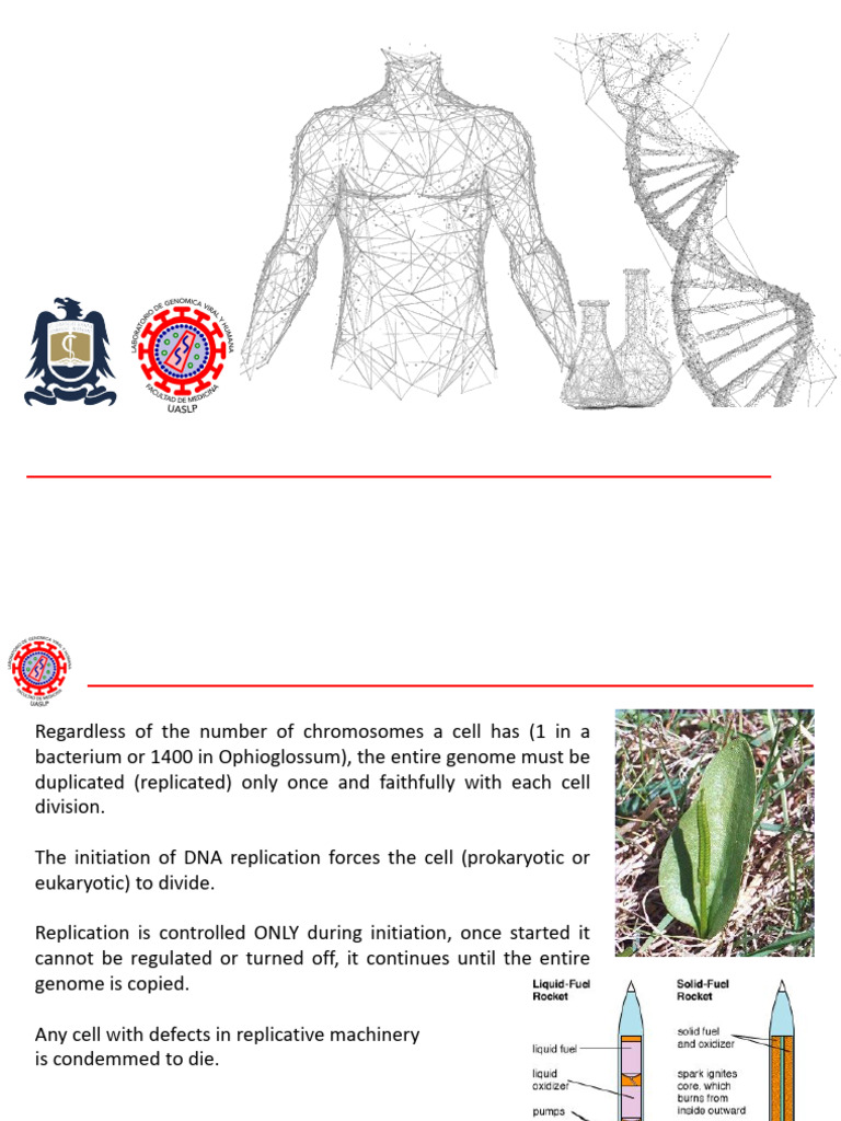 DNA Replication Mechanisms Explained | PDF | Ploidy | Meiosis