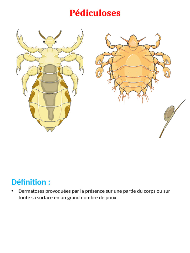 Comprendre les pédiculoses : types et traitements | PDF