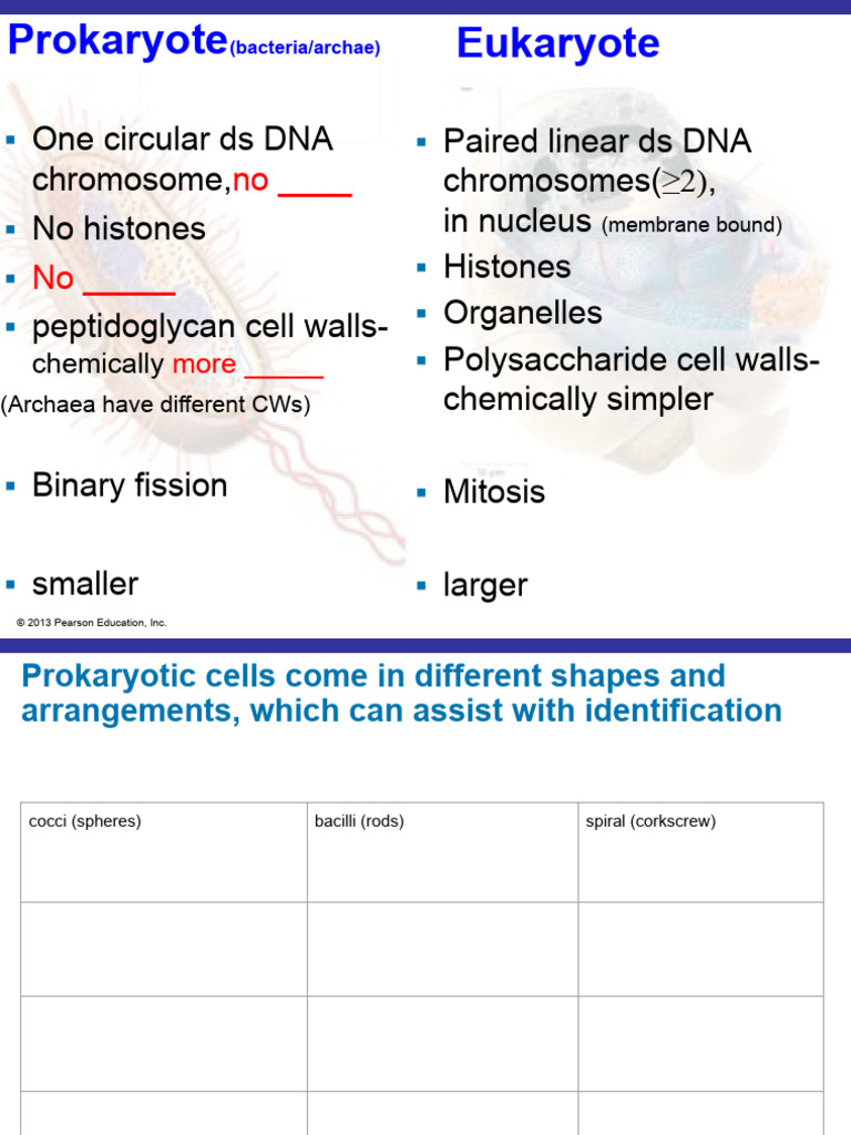 Prokaryotic Cell Structure Overview | PDF | Cell Membrane ...