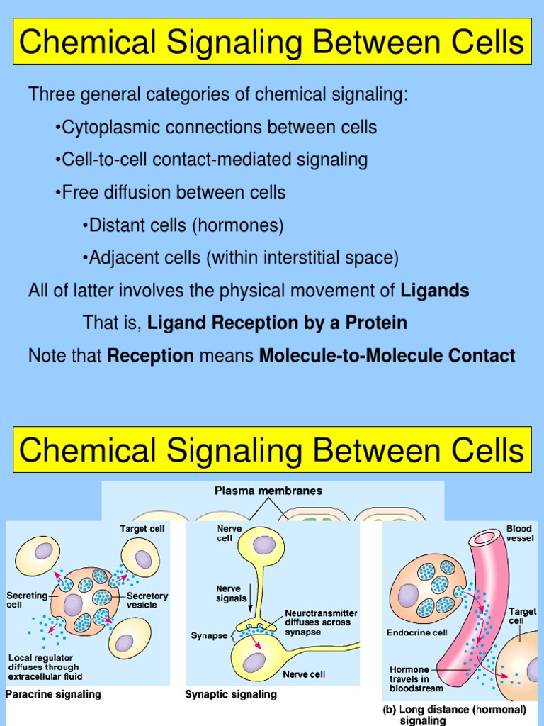 Chemical Signaling Between Cells | PDF | Cell Signaling | G Protein ...