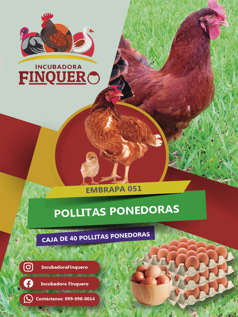 Cría y Cuidado de Pollitas Ponderas | PDF | Ciencias de la Salud ...