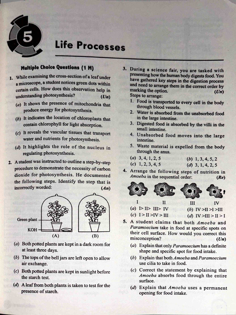 Life Processes Competency Based | PDF