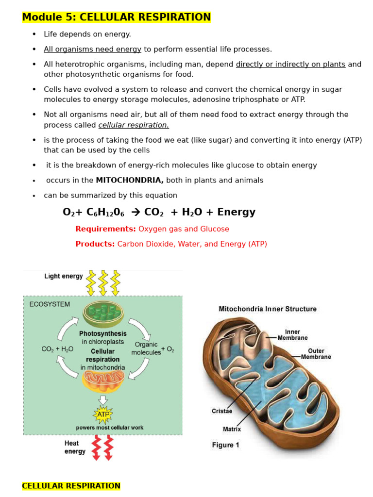 Understanding Cellular Respiration Process | PDF | Cellular Respiration ...