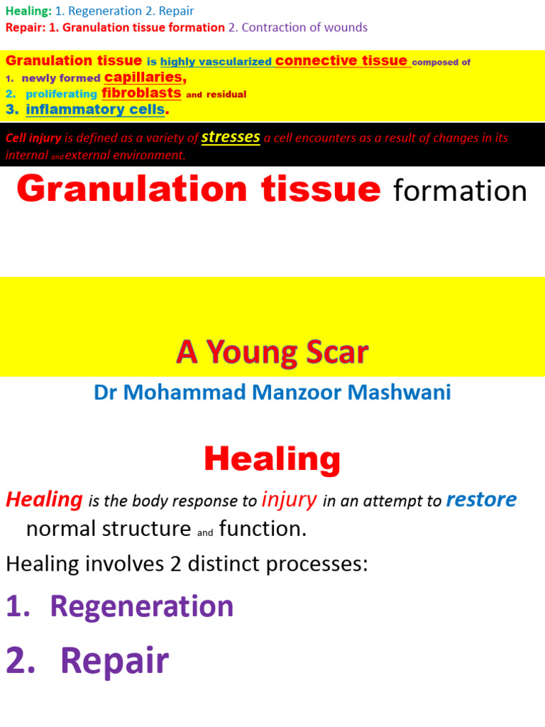 Granulation Tissue and Wound Healing | PDF | Wound Healing | Healing