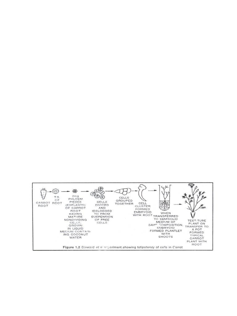Understanding Cellular Totipotency in Plants | PDF | Cellular ...